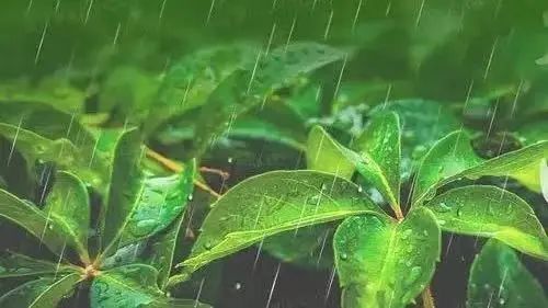 雨水至 万物生